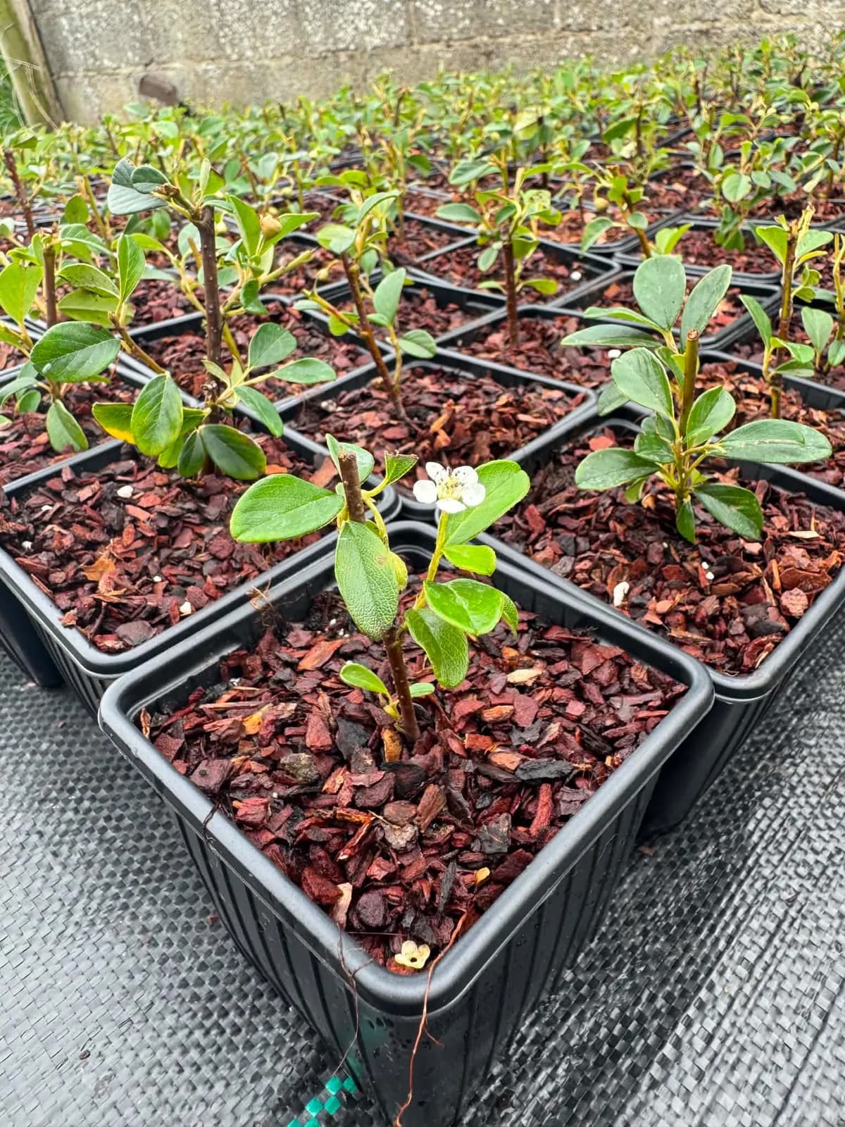 Plant de cotoneaster en fleur en godet