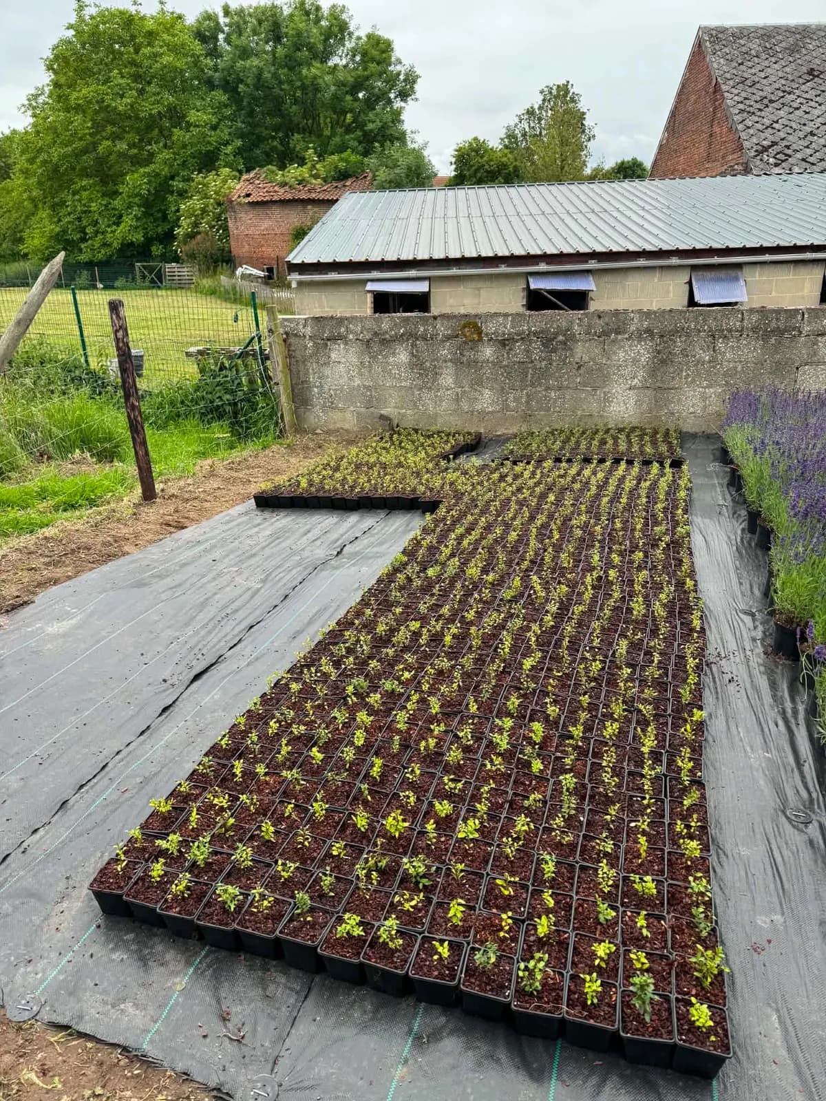 Jeunes plants de lavande en godets