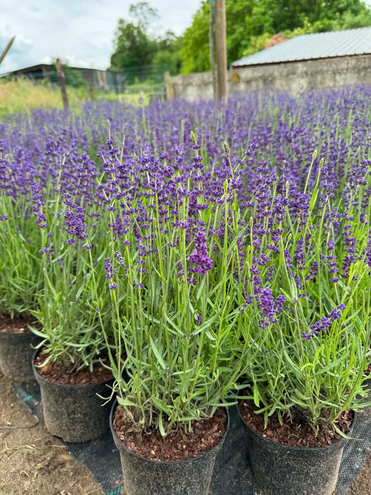 Vente de plantes de talus