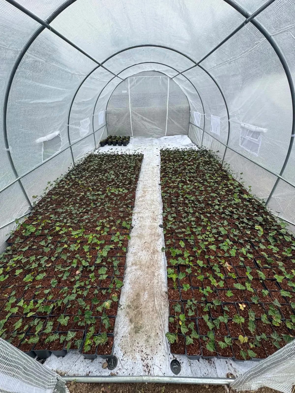 Plants de lierre en godets sous serre tunnel