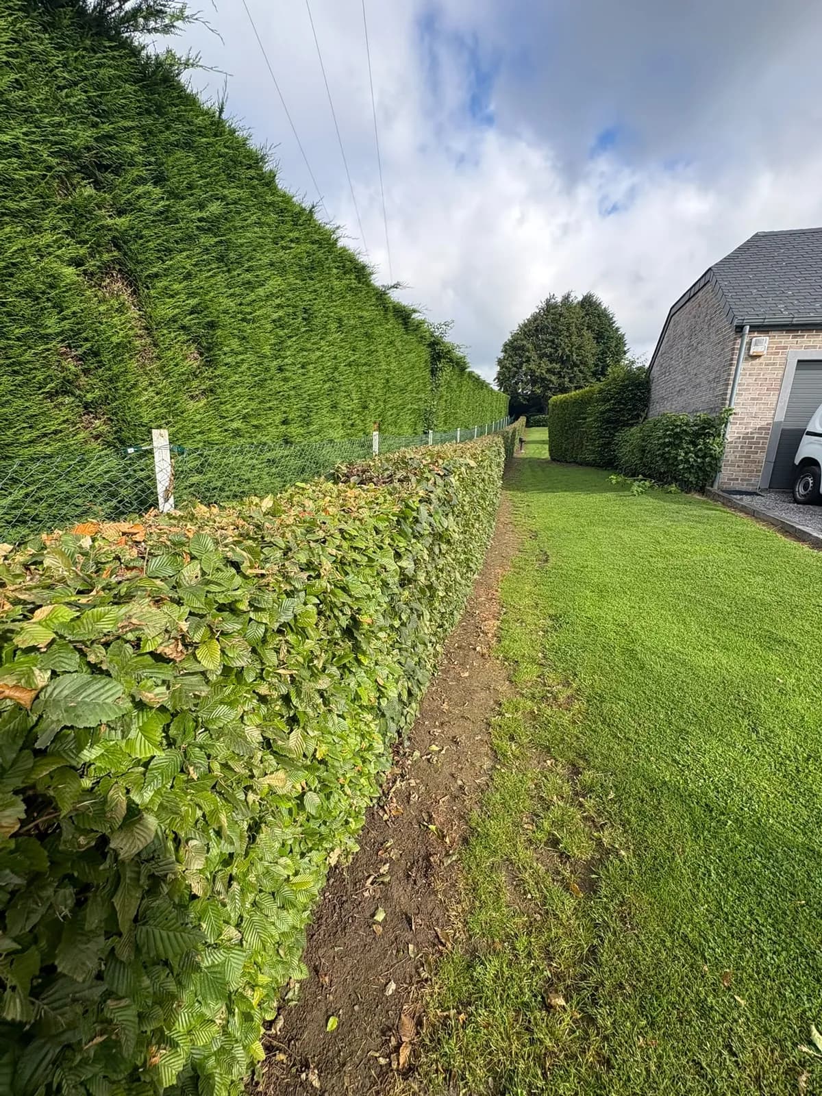 Taille d’une haie de charme à Villers-le-Bouillet